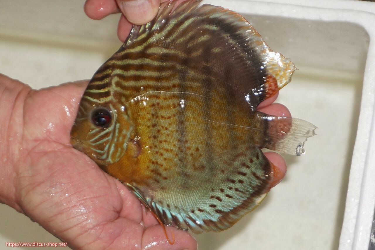 【ワイルドディスカス】【通販】【今シーズン超希少種】アッパーテフェロイヤルグリーン【個体販売】14..