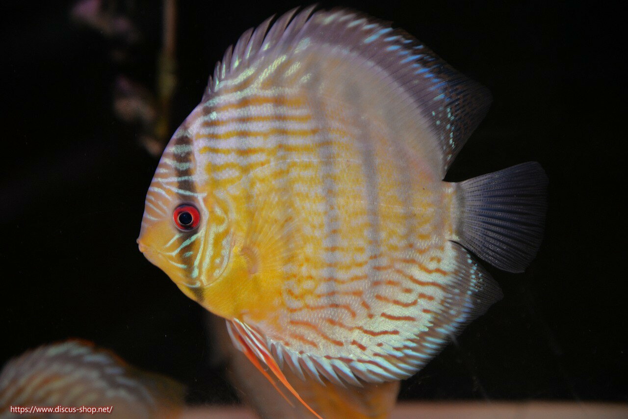 �ڥ磻��ɥǥ��������ۡ����Ρۡں���������Ķ������ۥ��åѡ��ƥե������ѡ��������ڸ��������15cm�����Ρ˥��åѡ��ƥե���