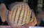 【ワイルドディスカス】【通販】ラーゴクミナスーパーロイヤル【個体販売】18cm（生体）ラーゴクミナ産