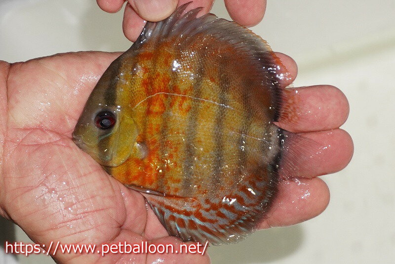 【ワイルドディスカス】【通販】【激レア新産地　入荷後未掲載個体】ラーゴアマニウ ブラッドレッド　スーパーヤングスター【個体販売】10-12cm（生体）アマニウ産のサムネイル