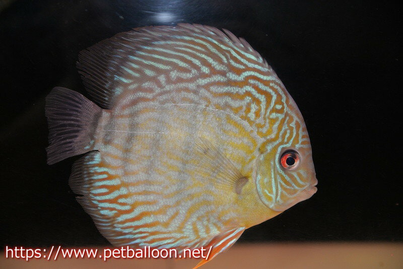 【ワイルドディスカス】【通販】【激レア新産地】ラーゴアマニウ スーパーロイヤル【個体販売】16-17cm（生体）アマニウ産