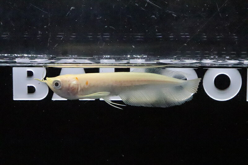 【淡水魚】爆安 アルビノシルバーアロワナ【1匹 サンプル画像】(±8-10cm)(大型魚)(生体)(淡水)NKO