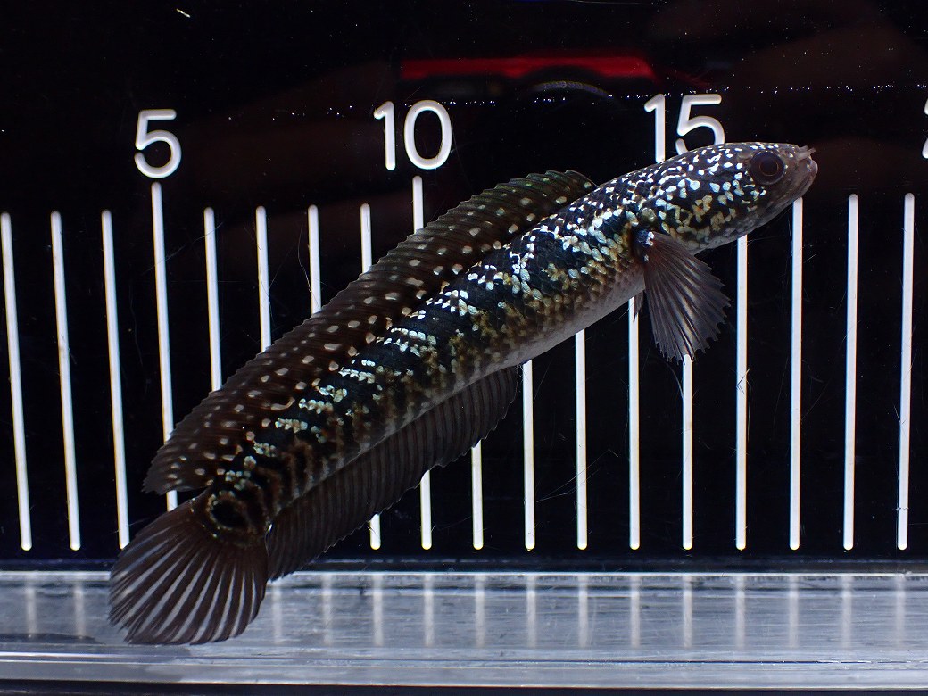 激レアNo1吉丁雷龍NKO