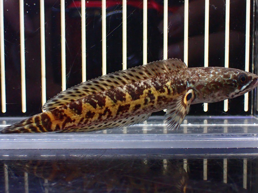 超激レアNo1ショートボディバイオ...