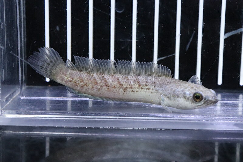 【淡水魚】激安 No3 チャンナ sp ブラックダイヤモンド ワイルド【個体販売】(±7cm)(大型魚)(生体)(熱帯魚)NKO