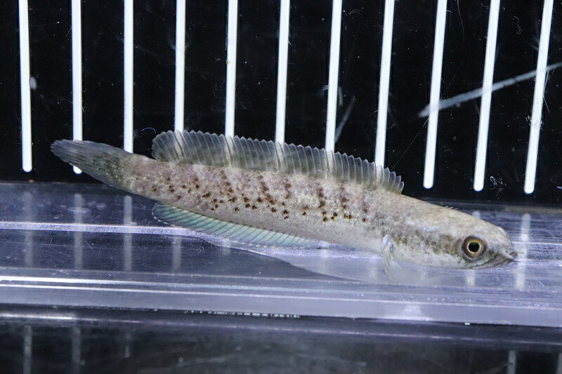 【淡水魚】激安 No4 チャンナ sp ブラックダイヤモンド ワイルド【個体販売】(±7cm)(大型魚)(生体)(熱帯魚)NKO