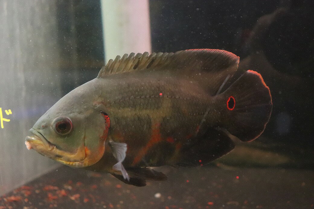 【淡水魚】【通販】激レア 極上個体 極赤 スーパーレッドオスカー サンフランシスコ産 ワイルド【個体販売】(±19cm)(生体)(熱帯魚)NKO