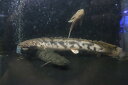 【淡水魚】【通販】大きい ポリプテルス エンドリケリー【個体販売】(±40cm)(大型魚)(生体)(熱帯魚)NKO(4)