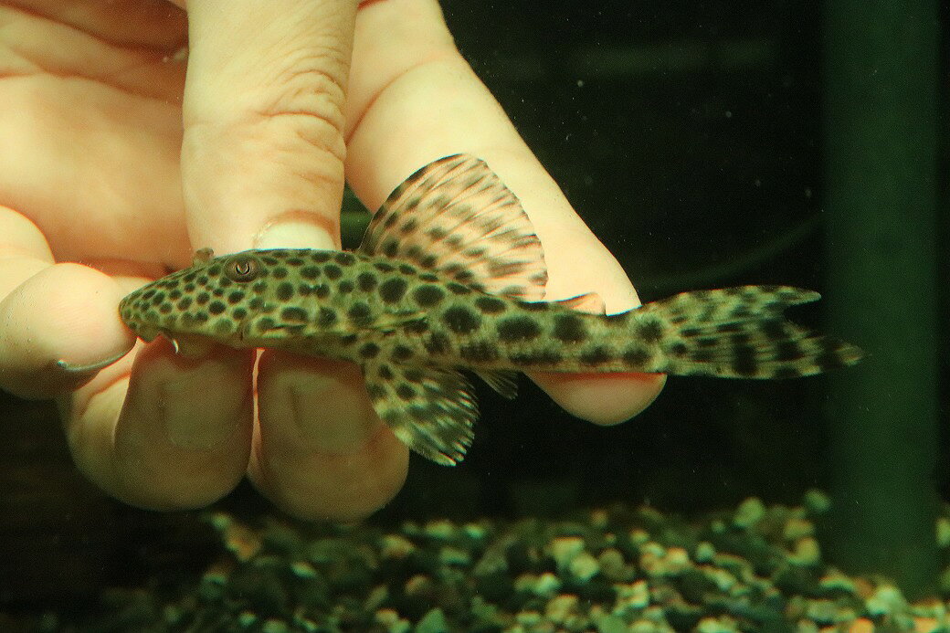 【淡水魚】【通販】大特価 ヒポストムス sp ジャガー セアラ産 ワイルド【個体販売】(±9cm)(プレコ)(生体)(熱帯魚)NKP