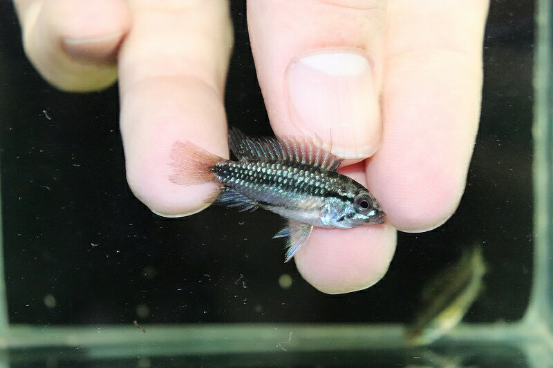 【淡水魚】【通販】激安 No3 F-1 アピストグラマ トリファスキアータス グァポレ産【1ペア 個体販売】（生体）（熱帯魚）NKAP