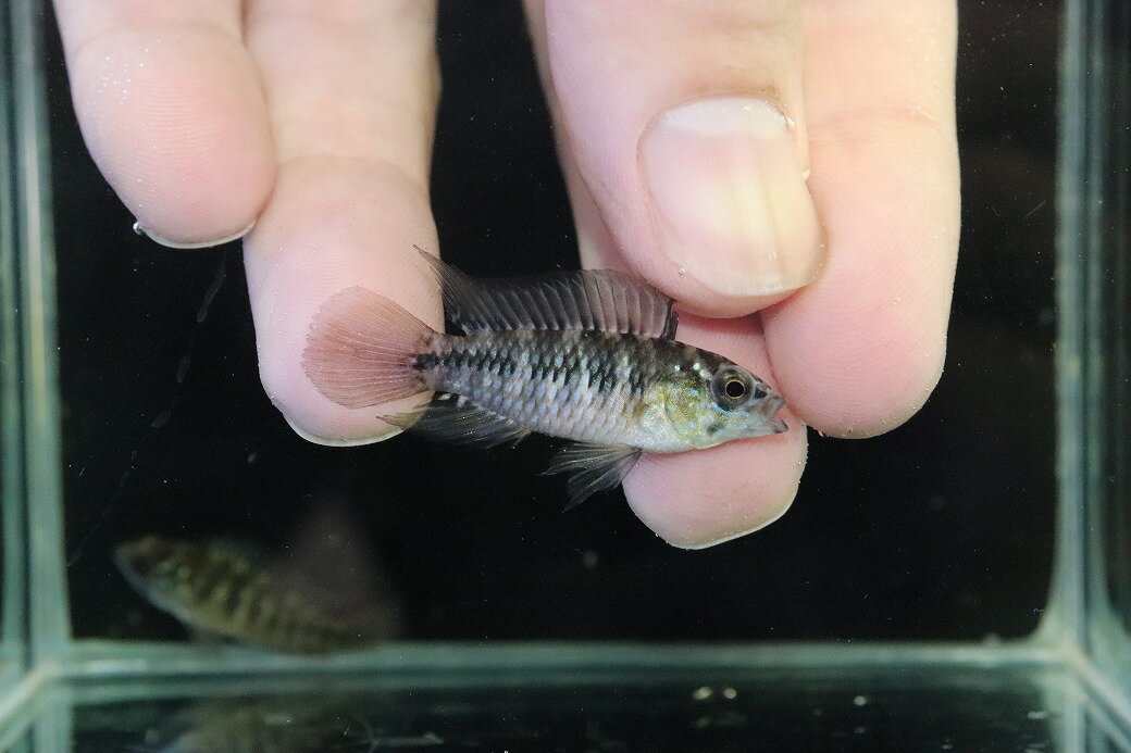 【淡水魚】【通販】レア種 アピス�