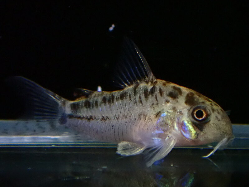 入荷が少ないエヴェリナエがやっと入ってきました。ハイブリッド個体となりますので、1匹、1匹個性がありコレクション性が高いコリドラスとなりますので、是非入手してください。写真の個体をお送り致します。