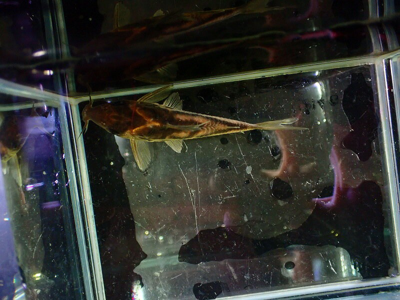 【淡水魚】【通販】爆安 No10 コリドラス ビファシアータス タパジョス産 ワイルド【個体販売】(±7cm)（生体）（熱帯魚）NKCR 3