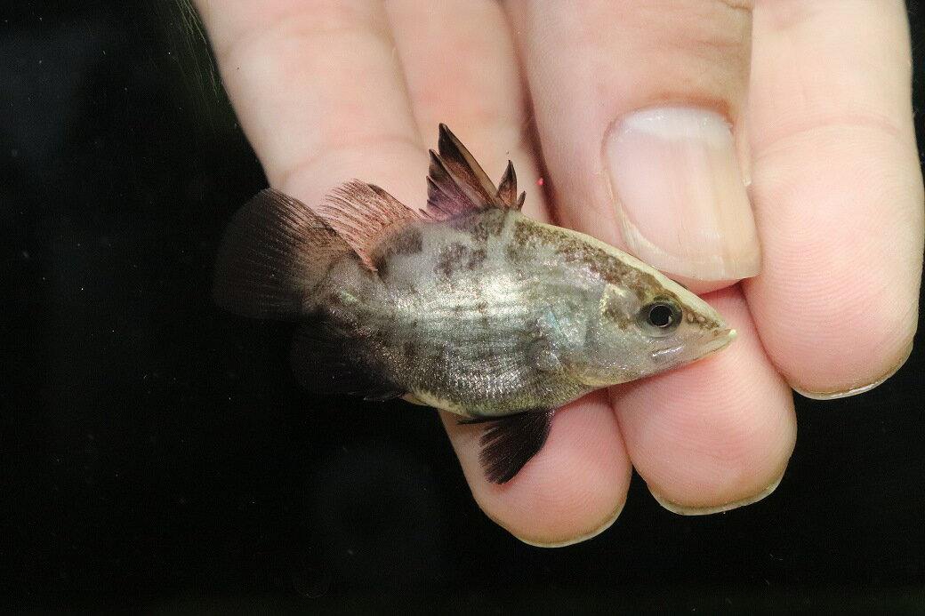 楽天市場】バラマンディ（観賞魚｜熱帯魚・アクアリウム）：ペット