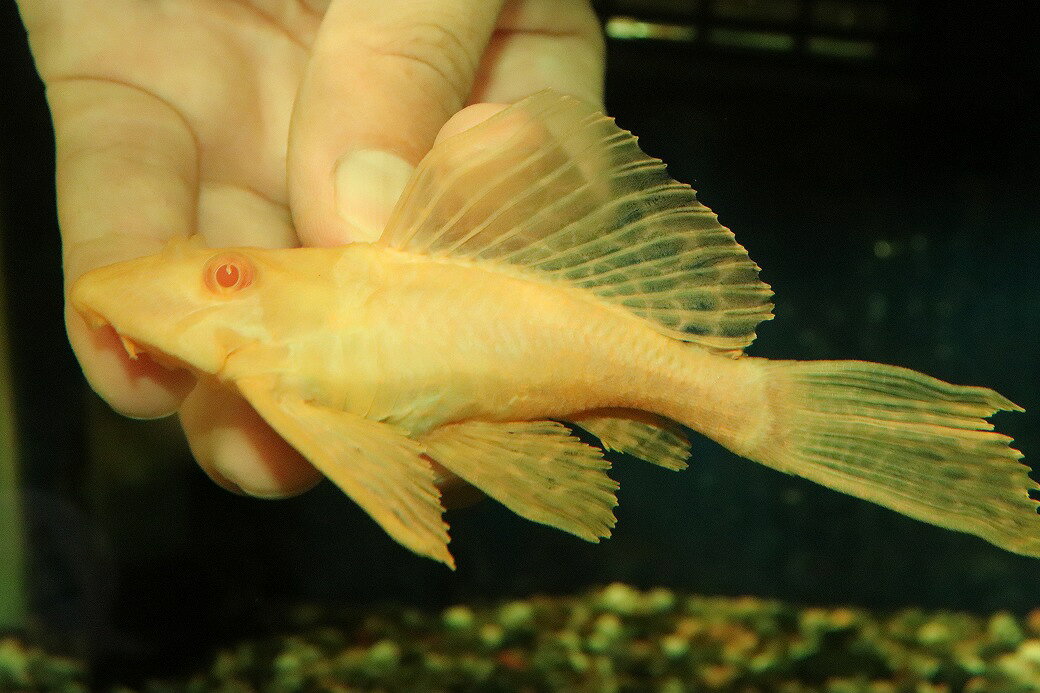 【通販 淡水魚】大特価 レア種 No5 ショートボディ アルビノマーブルセルフィンプ...