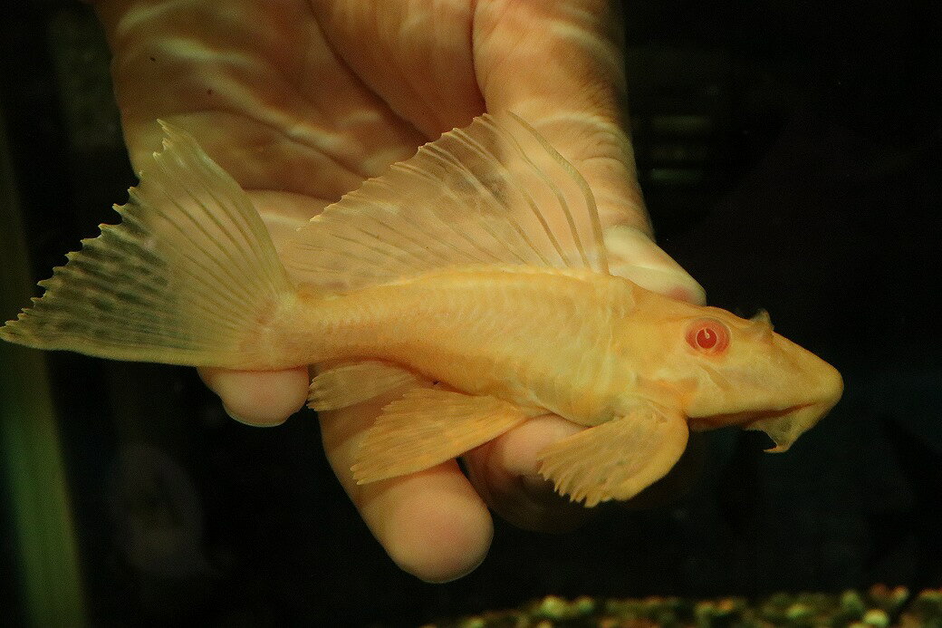【通販 淡水魚】大特価 レア種 No5 ショートボディ アルビノマーブルセルフィンプ...