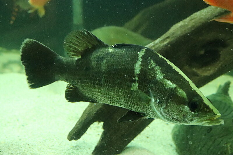 【日本三大怪魚】アカメの飼育方法・寿命・病気への対策やおすすめのエサを徹底解説！｜日淡といっしょ