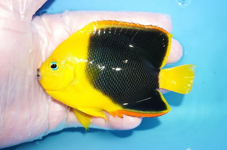 【海水魚・ヤッコ】【通販】 人工飼料OK♪ロックビューティー（MLサイズ）(個体販売）（±11cm） No.1（生体）(海水魚)