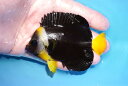 【海水魚・ヤッコ】【通販】人工飼料OK♪パソニファーエンゼル(Mサイズ)(個体販売)(±8cm)No.3(生体)(海水魚)