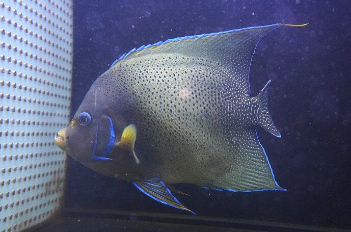 【海水魚・ヤッコ】【通販】ド迫力サイズ！人工飼料OK♪サザナミヤッコ（XXLサイズ/インド洋産）(個体販売）（±29cm） （生体）(海水魚)