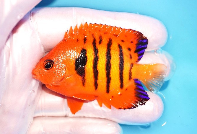 海水魚）ヤッコ 一点物 キングエンゼルフィッシュ MF−5787（1