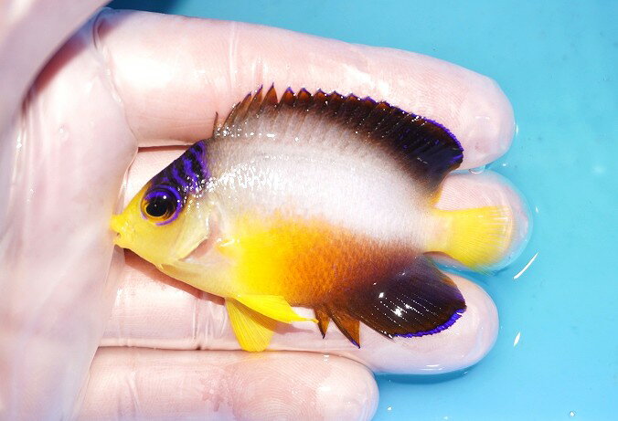 写真の個体をお送りいたします