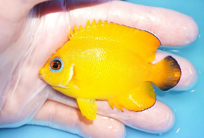 【海水魚・ヤッコ】【通販】人工飼料OK♪【マーシャル島産】Hyd.レモンピールエンゼル（MLサイズ）(個体販売）（±7.5cm） （生体）(海水..