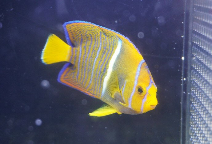 【海水魚・ヤッコ】【通販】人工飼料OK♪パッサー（キングエンゼル）SM(個体販売）（±7cm） No.2（生体..