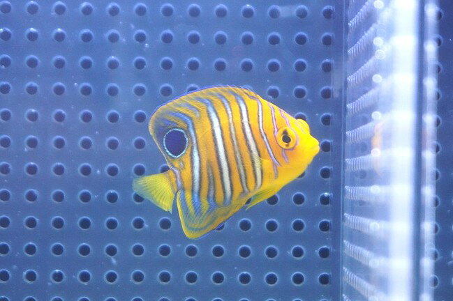 【海水魚・ヤッコ】【通販】人工飼料OK♪【モルディブ産】インドニシキヤッコ（XS)(個体販売）（±5cm） ..