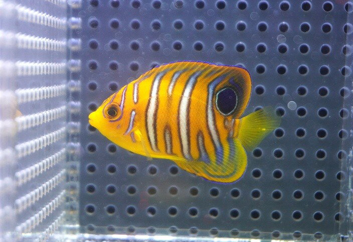 【海水魚・ヤッコ】【通販】人工飼料OK♪【モルディブ産】インドニシキヤッコ（XS)(個体販売）（±5.5cm..