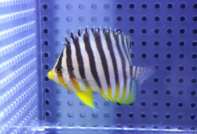 【海水魚・ヤッコ】【通販】状態良好♪シマヤッコ（Mサイズ）(個体販売）（±6cm）No.8（生体）(海水魚)