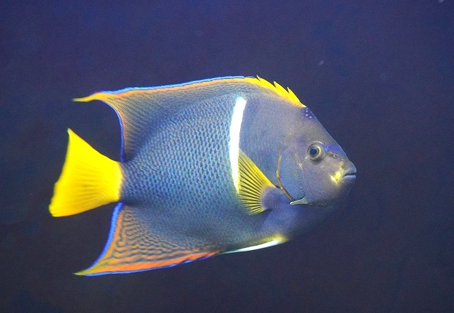 【海水魚・ヤッコ】【通販】人工飼料OK♪パッサー（キングエンゼル）Lサイズ(個体販売）（±19-20cm）No.1（生体）(海水魚)