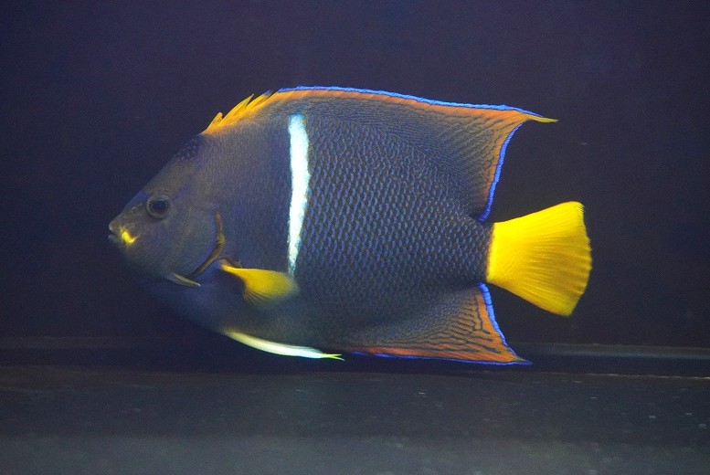 Rakuten - 【海水魚・ヤッコ】【通販】人工飼料OK♪パッサー（キングエンゼル）Lサイズ(個体販売）（±18-19cm）No.2（生体）(海水魚)