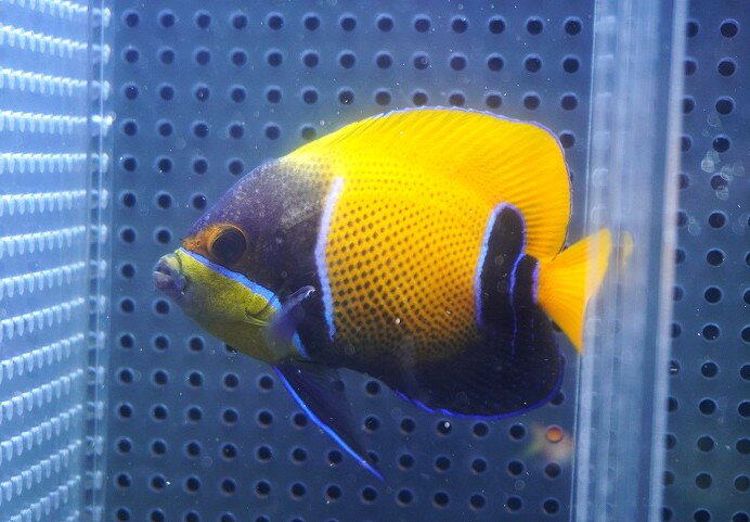 【海水魚・ヤッコ】【通販】人工飼料OK♪イナズマヤッコ（Mサイズ）(個体販売）（±8.5cm）No.2（生体）(海水魚)