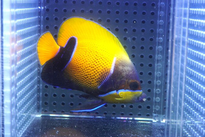 【海水魚・ヤッコ】【通販】人工飼料OK♪イナズマヤッコ（Mサイズ）(個体販売）（±8.5cm）No.3（生体）(海水魚)