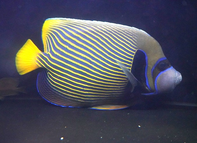 乐天商城 - 【海水魚・ヤッコ】【通販】人工飼料OK♪タテジマキンチャクダイ（XL/オレンジテール）(個体販売）（±28cm）No.2（生体）(海水魚)
