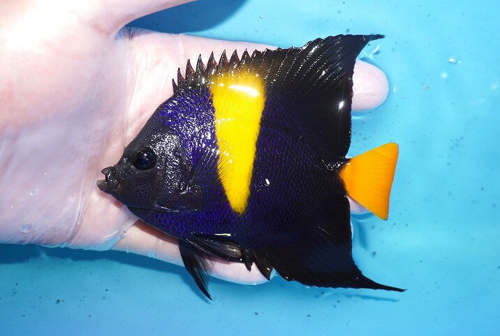 乐天商城 - 【海水魚・ヤッコ】【通販】人工飼料OK♪アズファー（Mサイズ）(個体販売）（±11cm）No.3（生体）(海水魚)