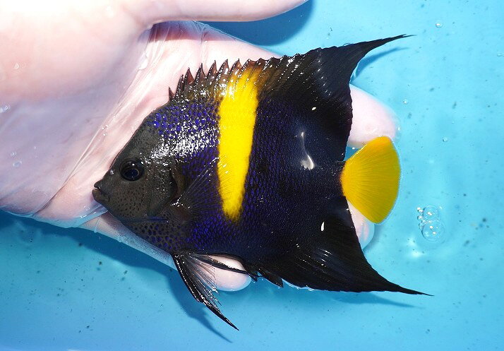 Other - 【海水魚・ヤッコ】【通販】人工飼料OK♪アズファー（Mサイズ）(個体販売）（±10cm）No.4（生体）(海水魚)