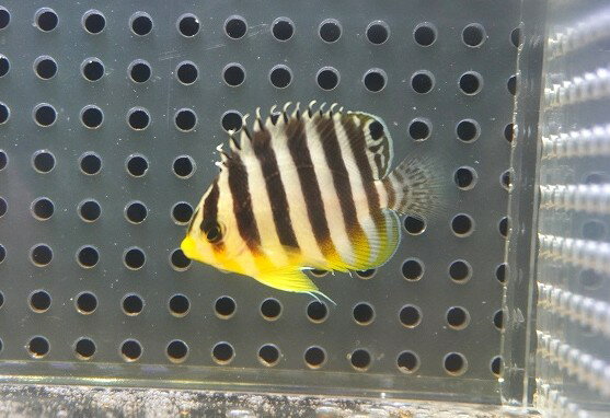 Other - 【海水魚・ヤッコ】【通販】人工飼料OK♪【国産ブリード】シマヤッコ（XSサイズ）(個体販売）（±3.5cm）No.1（生体）(海水魚)