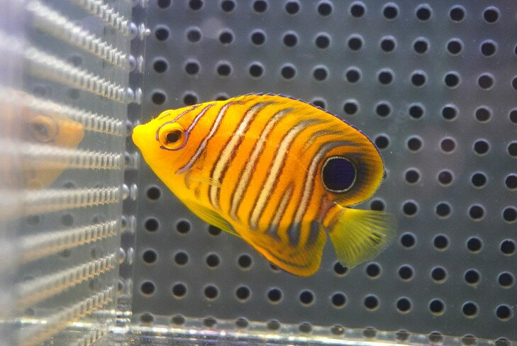 【海水魚・ヤッコ】【通販】人工飼料OK♪【モルディブ産】インドニシキヤッコ（S)(個体販売）（±5cm）No.1（生体）(海水魚)