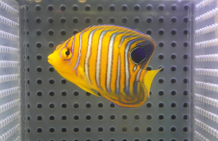 人工飼料OK♪インドニシキヤッコ（S)(個体販売）（±6cm）No.5（生体）(海水魚)