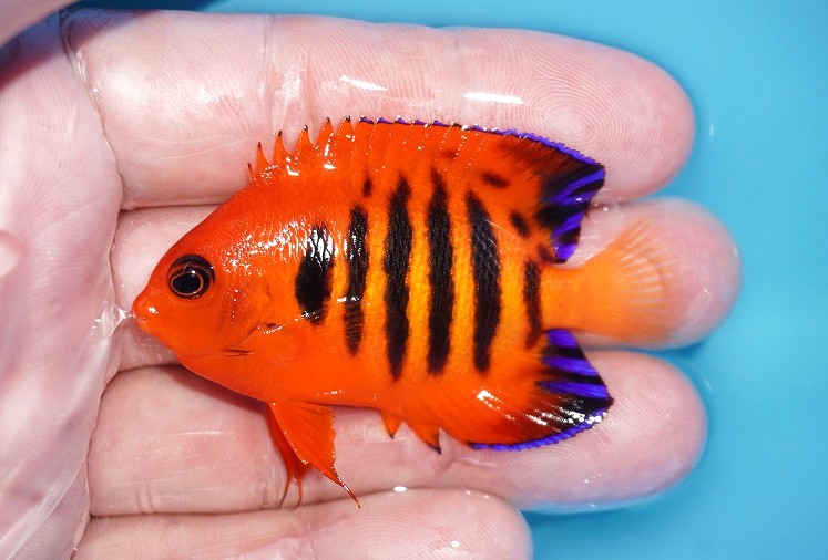 No.3 クリスマス島産 フレームエンゼル アクアスタイルユー 海水魚 
