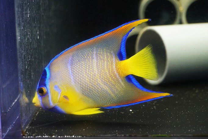 楽天市場】海水 魚 クイーン エンゼルの通販