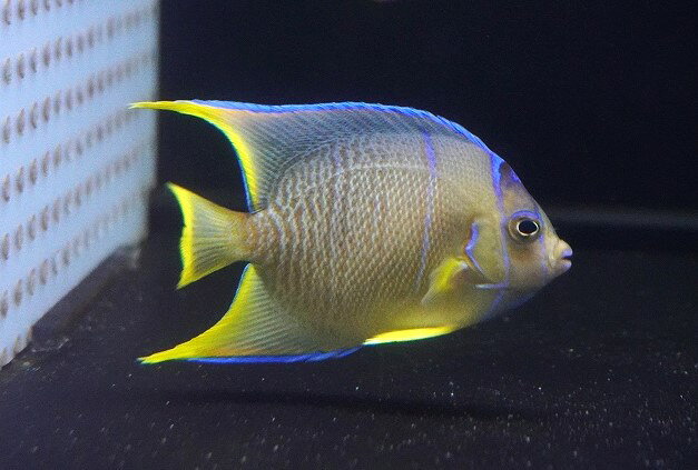【海水魚・ヤッコ】【通販】人工飼料OK♪ブルーエンゼル（Mサイズ）(個体販売）（±8-9cm）No.3（生体）(海水魚)