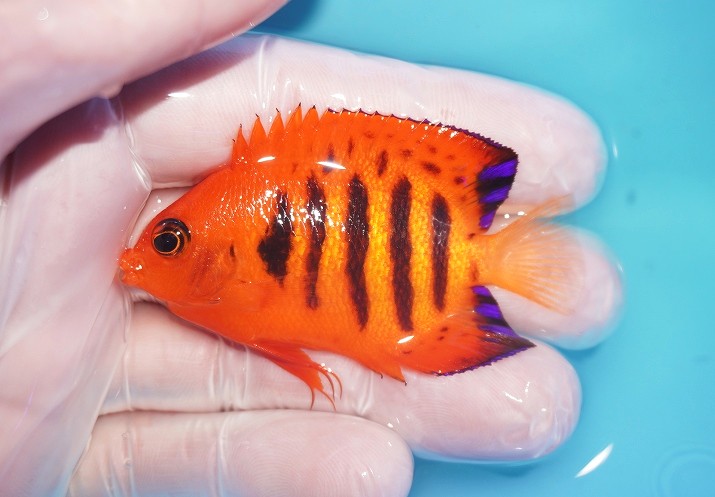 【海水魚・ヤッコ】【通販】人工飼料OK♪【マーシャル産】フレームエンゼル（M）(個体販売）（±6.5cm）No.8（生体）(海水魚)