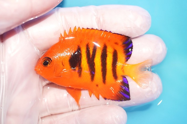 【海水魚・ヤッコ】【通販】人工飼料OK♪【マーシャル産】フレームエンゼル（M）(個体販売）（±6.5cm）No.10（生体）(海水魚)