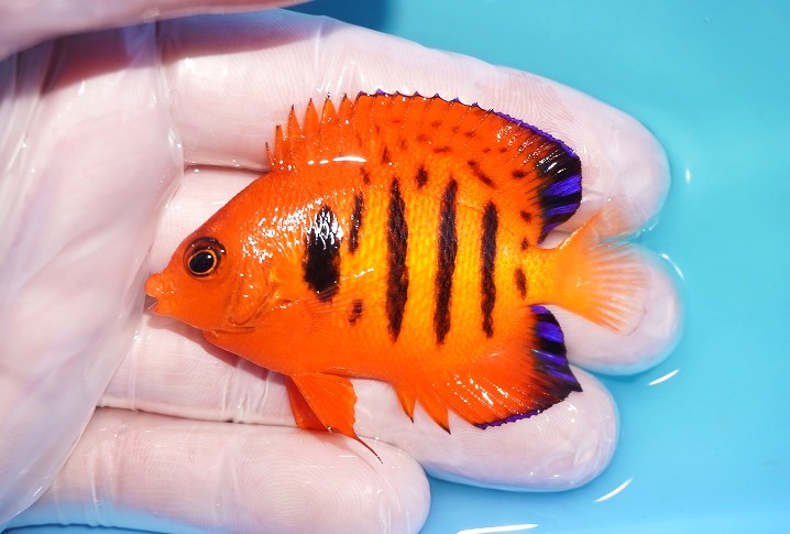 【海水魚・ヤッコ】【通販】人工飼料OK♪【マーシャル産】フレームエンゼル（M）(個体販売）（±6.5cm）No.11（生体）(海水魚)