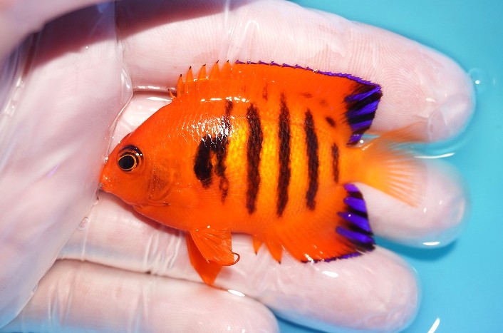 【海水魚・ヤッコ】【通販】人工飼料OK♪【マーシャル産】フレームエンゼル（M）(個体販売）（±6.5cm）No.12（生体）(海水魚)
