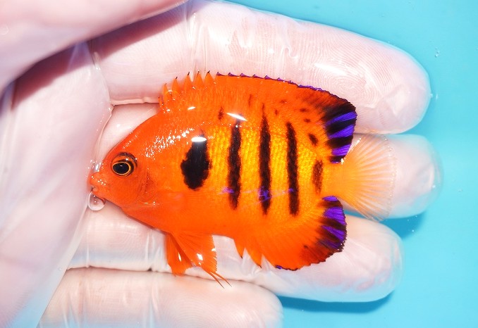 【海水魚・ヤッコ】【通販】人工飼料OK♪【マーシャル産】フレームエンゼル（M）(個体販売）（±6.5cm）No.14（生体）(海水魚)
