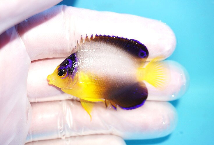 【海水魚・ヤッコ】【通販】人工飼料OK♪【マーシャル産】マルチカラーエンゼル（S）(個体販売）（±5cm）No.3（生体）(海水魚)